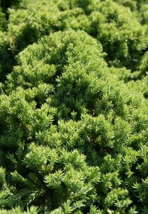 Jałowiec Rozesłany  "Nana" (Juniperus Procumbens)