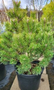 Sosna Górska "Mops" (Pinus Mugo )