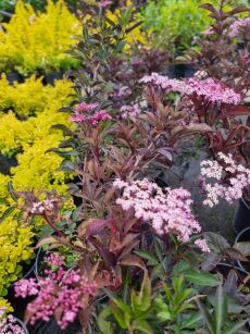 Bez Czarny "Black Beauty" (Sambucus Nigra)