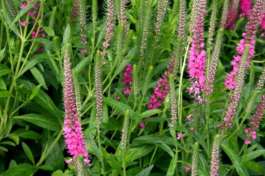 Przetacznik „Bubblegum Candles” (Veronica)