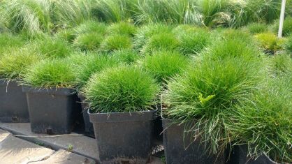Kostrzewa Gautiera ( Festuca Gautieri )