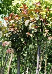 Śliwa Wiśnowa "Pissardii" (Prunus Cearasifera)