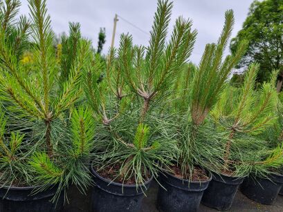 Sosna Czarna "Pyramidalis" (Pinus Nigra)
