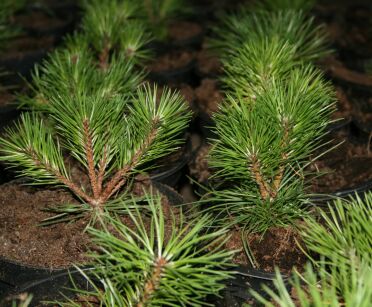 Sosna Czarna "Pyramidalis" (Pinus Nigra)