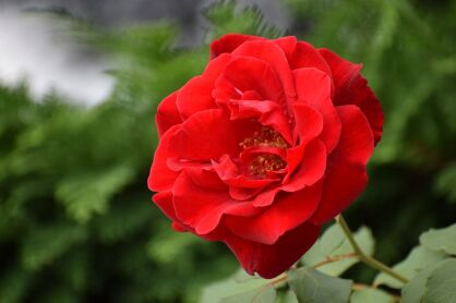 Róża Parkowa "Paprika" (Rosa)