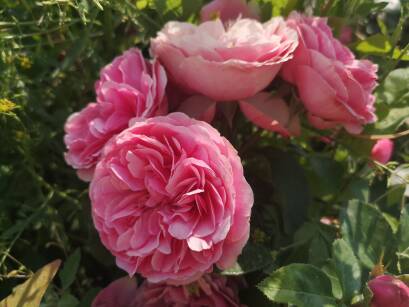Róża Rabatowa "Leonardo da Vinci"  (Rosa) 