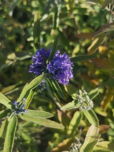 Barbula Klandońska "Kew Blue" (Caryopteris Clandonensis)