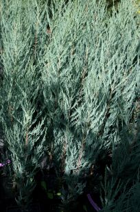 Jałowiec Skalny "Blue Arrow" (Juniperus Scopulorum)