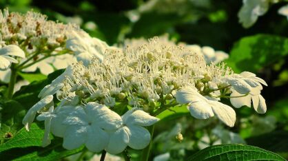 Kalina Japońska "Watanabe" (Viburnum Plicatum)