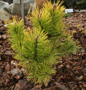 Sosna Górska "Wintergold" (Pinus Mugo )