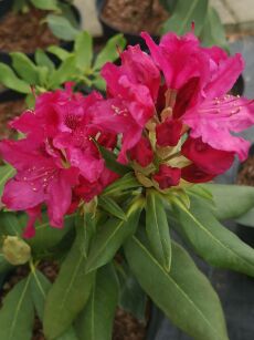 Różanecznik "Hachmann`s Charmant" (Rhododendron)
