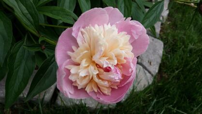 Piwonia Chińska "Peaches and Cream" (Paeonia)