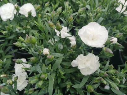 Goździk "Code White" (Dianthus Caryophyllus)
