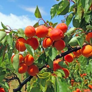 Morela "Harcot" - goły korzeń (Prunus armeniaca)