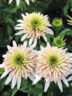 Jeżówka "Cherry Fluff" (Echinacea Purpurea)