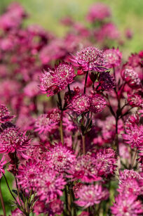 Jarzmianka większa "Astra Red"  (Astrantia major)