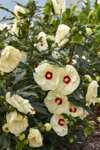 Hibiskus Bylinowy  "French Vanilla"  (Hibiscus Summerific)