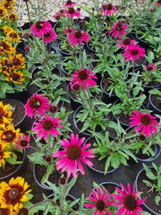 Jeżówka "Dark Shadows Wicked" (Echinacea)