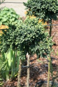 Jałowiec Łuskowy "Blue Star" szczepiony (Juniperus Squamata)