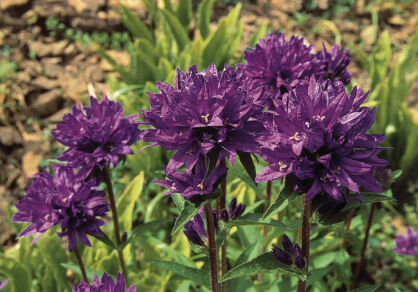 Dzwonek skupiony "Acaulis"  (Campanula glomerata)