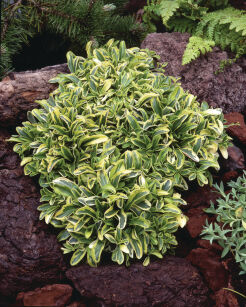 Gęsiówka Macedońska „Old Gold” (Arabis Ferdinandi Coburgi)