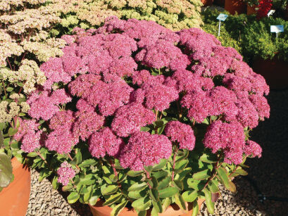 Rozchodnik Karpacki "Autumn Joy" ( Sedum Telephium )