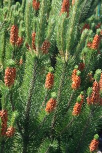 Sosna Górska kosodrzewina var. "Pumilio" (Pinus Mugo)