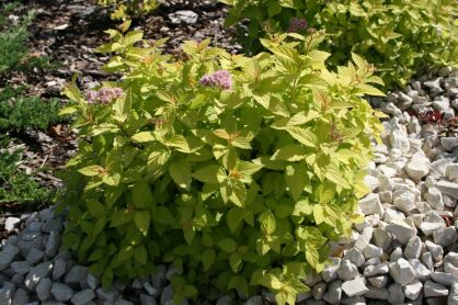 Tawuła Japońska "Goldmound" (Spiraea Japonica)