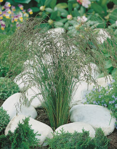 Kostrzewa ametystowa (Festuca amethystina)