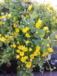 Tojeść Rozesłana (Lysimachia Nummularia )