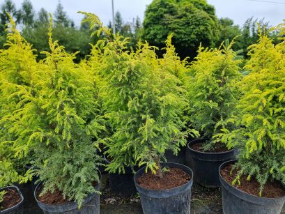 Jałowiec Pospolity "Gold Cone" (Juniperus Communis)
