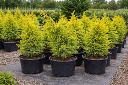 Jałowiec Pospolity "Gold Cone" (Juniperus Communis)