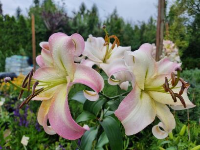 Lilia drzewiasta "Pretty Woman" (Lilium)
