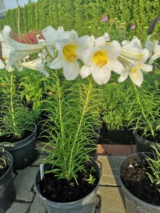 Lilia drzewiasta "Pretty Woman" (Lilium)