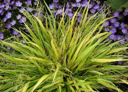 Hakonechloa Smukła "Stripe It Rich" (Hakonechloa Macra)