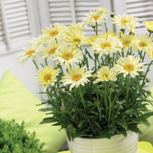 Złocień Wielki "Banana Cream" ( Leucanthemum Maximum)