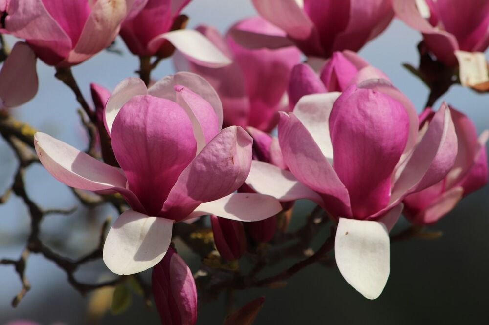 Magnolia 