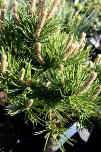 Sosna Górska "Gnom" (Pinus Mugo)