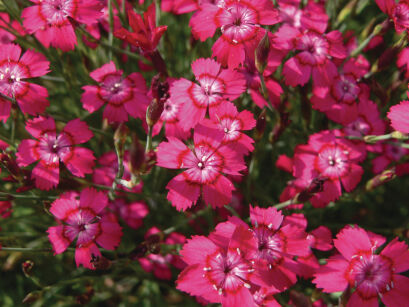 Goździk Kropkowany „Brilliant” (Dianthus Deltoides)