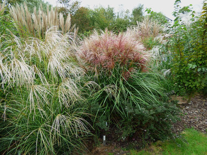 Miskant Chiński "Polonus" (Miscanthus Sinensis)