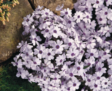 Płomyk Szydlasty "Bavaria" (Phlox Subulata)