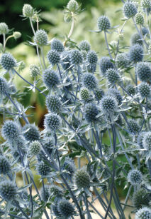 Mikołajek płaskolistny "Blue Hobbit" ( Eryngium planum )