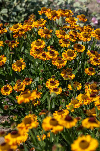 Dzielżan Bigelowa "The Bishop" ( Helenium Bigelovii)