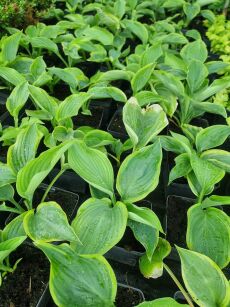 Funkia "Shadowland® Wu la la" (Hosta)