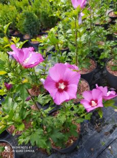 Ketmia Syryjska "Russian Violet" (Hibiscus Syr.)