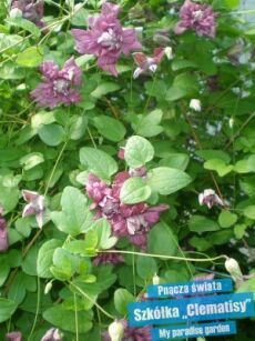 Powojnik "Purpurea Plena Elegans" (Clematis)