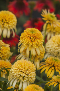 Jeżówka "Lemon Drop" (Echinacea Purpurea)