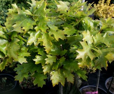 Dąb Błotny "Green Dwarf" (Quercus Palustris)