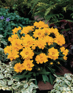 Nachyłek Wielkokwiatowy "Presto" (Coreopsis Grandiflora)