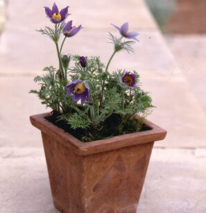 Sasanka Zwyczajna "Pulsar Violet Shades" (Pulsatilla Vulgaris) 